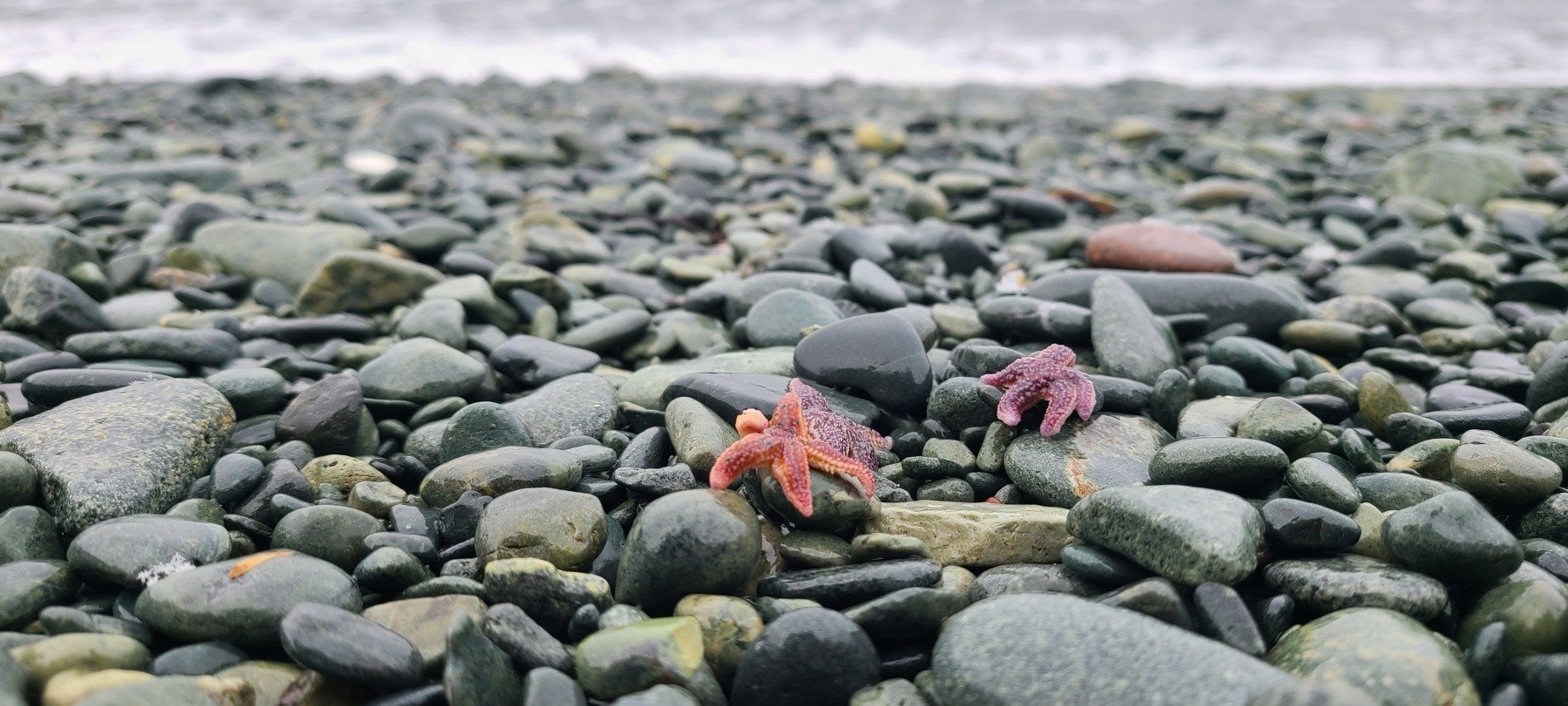 A starfish among pebbles on the beach